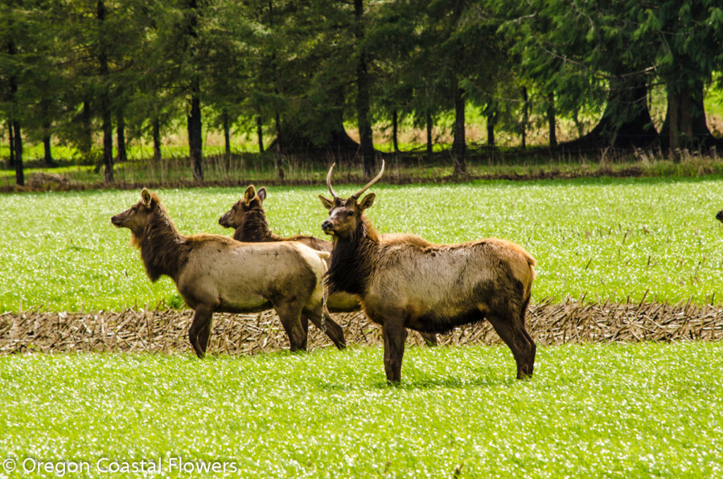 Wildlife on the Oregon Coast.